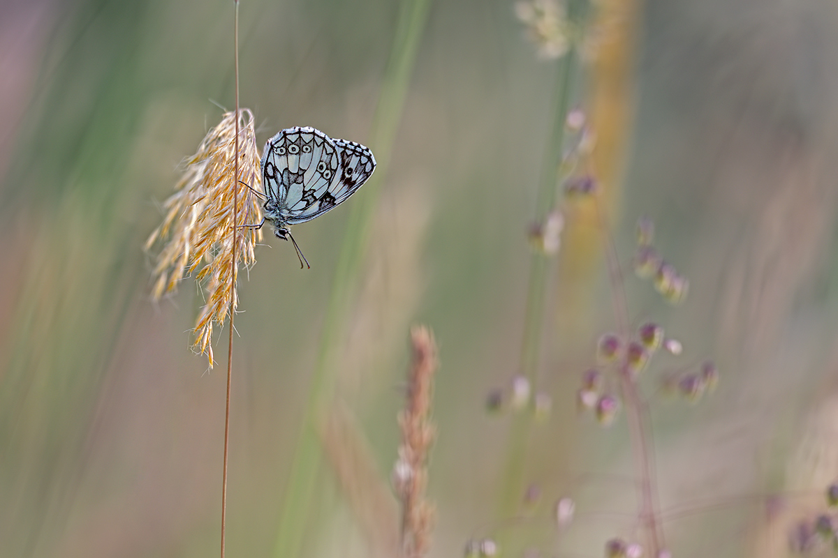 compSchachbrettfalter16.6.2021FägswilDSC6644bearb.jpg