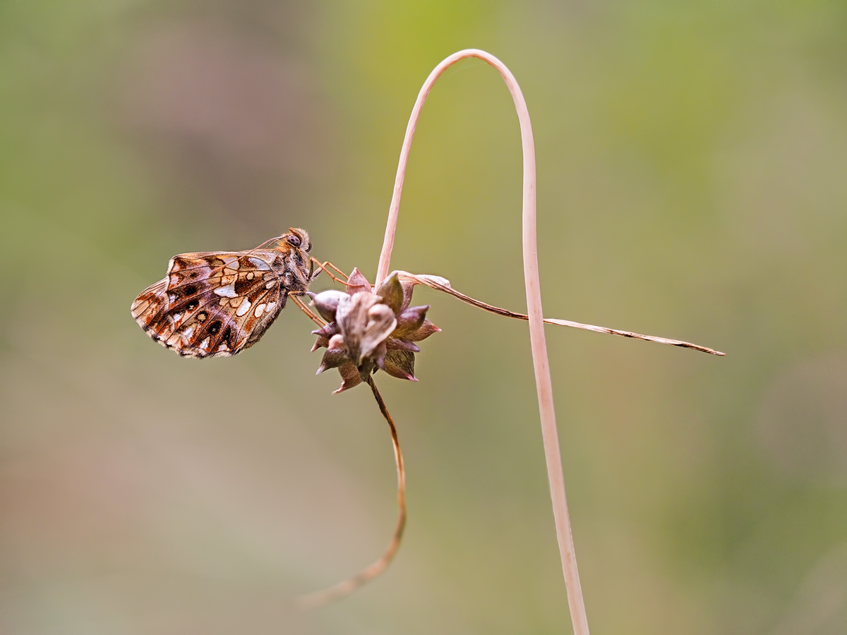 Boloria-dia-zogg30341_12---Kopie.jpg