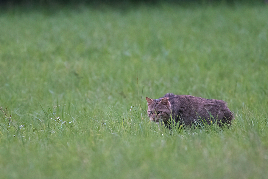 DSC_2799 Kopie.jpg