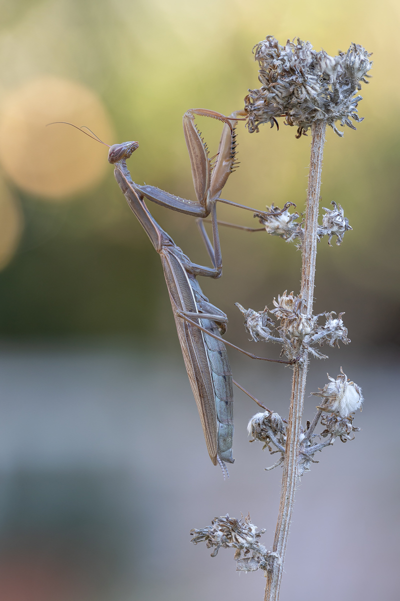 Europäische Gottesanbeterin (Mantis religiosa)_(B,Radius8,Smoothing4).tif-50er.jpg