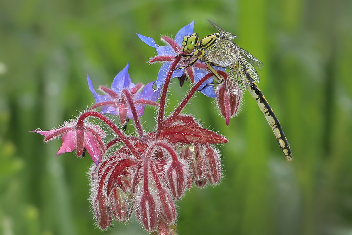 Ophiogomphus-cecilia 01.jpg