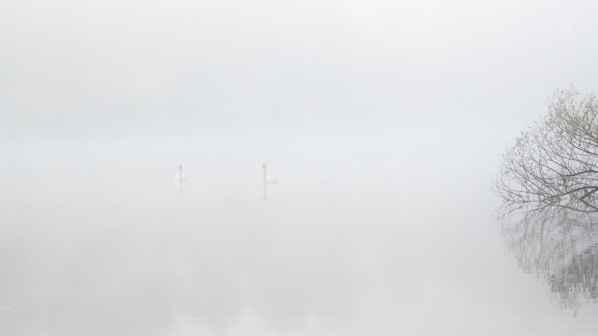 Schwänw Nebel-280023.JPG