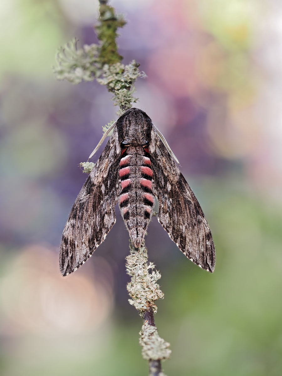 Agrius-convolvuli-zogg15244---Kopie.jpg