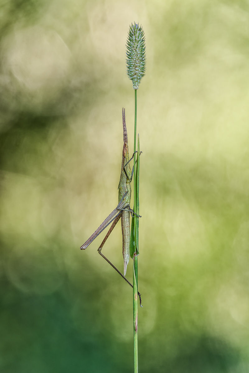 gewöhnliche Nasenschrecke-2.jpg