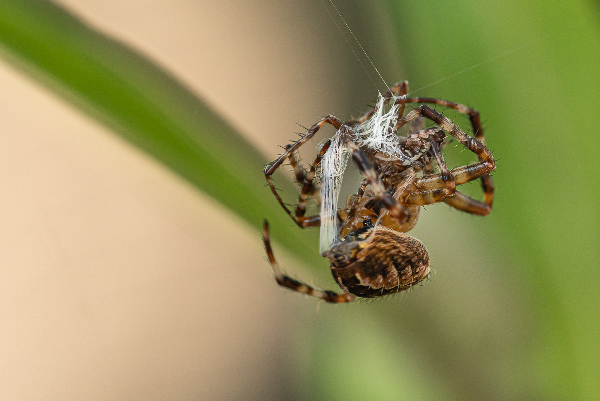 Kreuzspinne Araneus diadematus 15.jpg