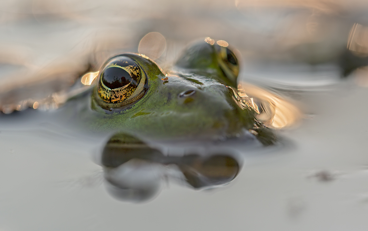 compTeichfrosch8.9.2021OberhöflerriedDSC1624-0;5%.jpg