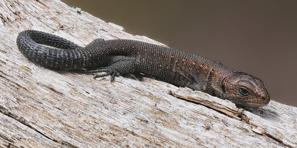 eidechse-pano-stack-060015-120.jpg