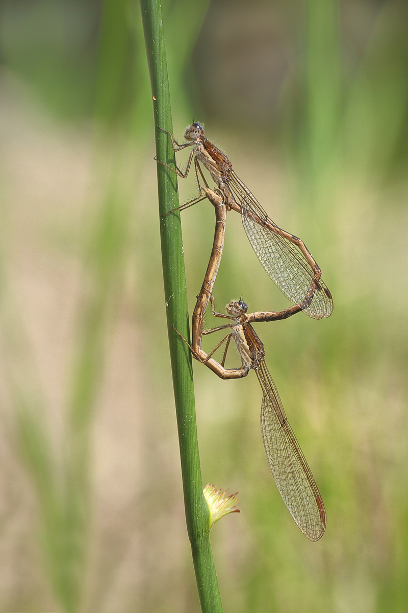 13 Sympecma-fusca-Lestidae 2.jpg