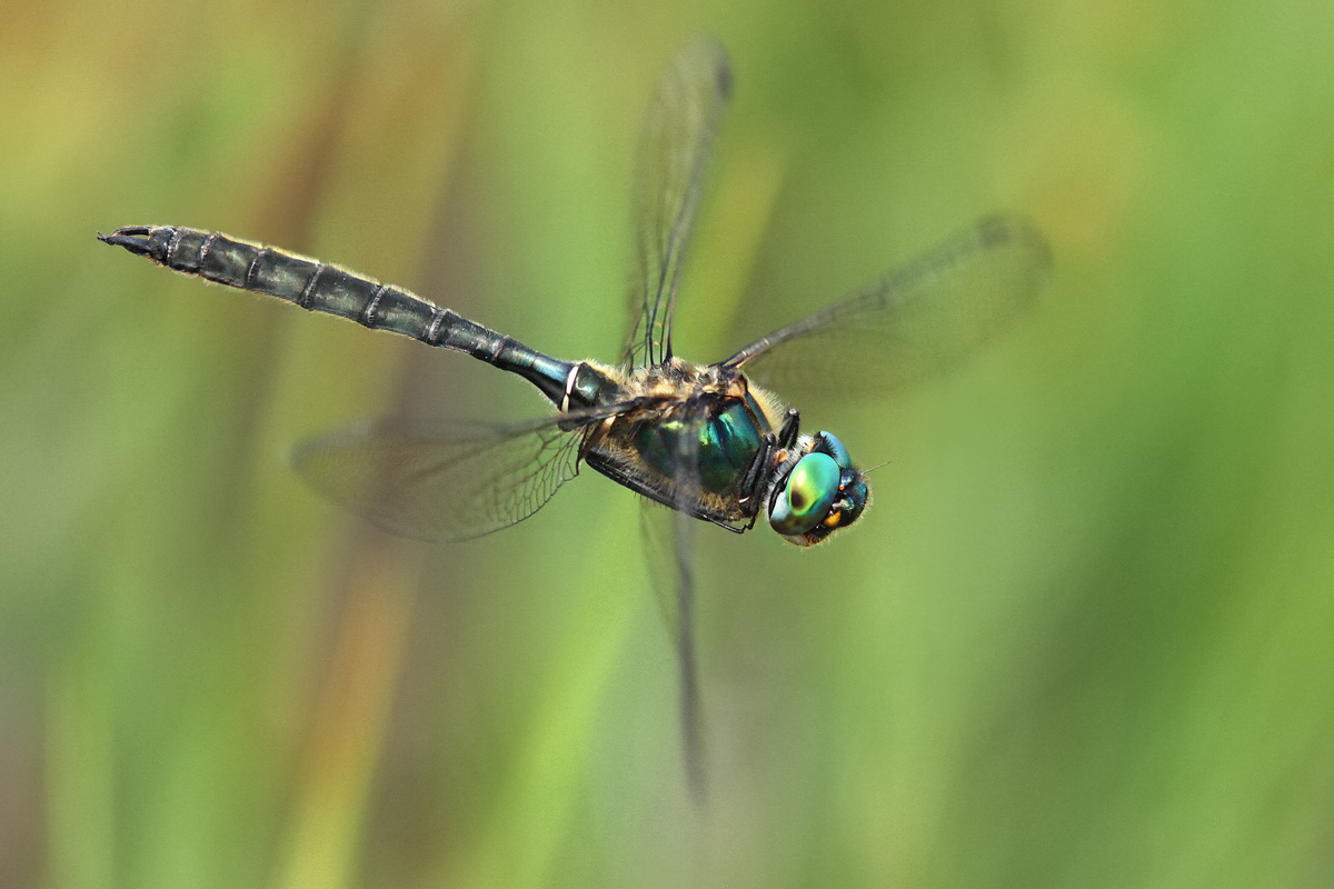 Somatochlora alpestris_m_flug_IMG_8911_stack_neu_1200a.jpg