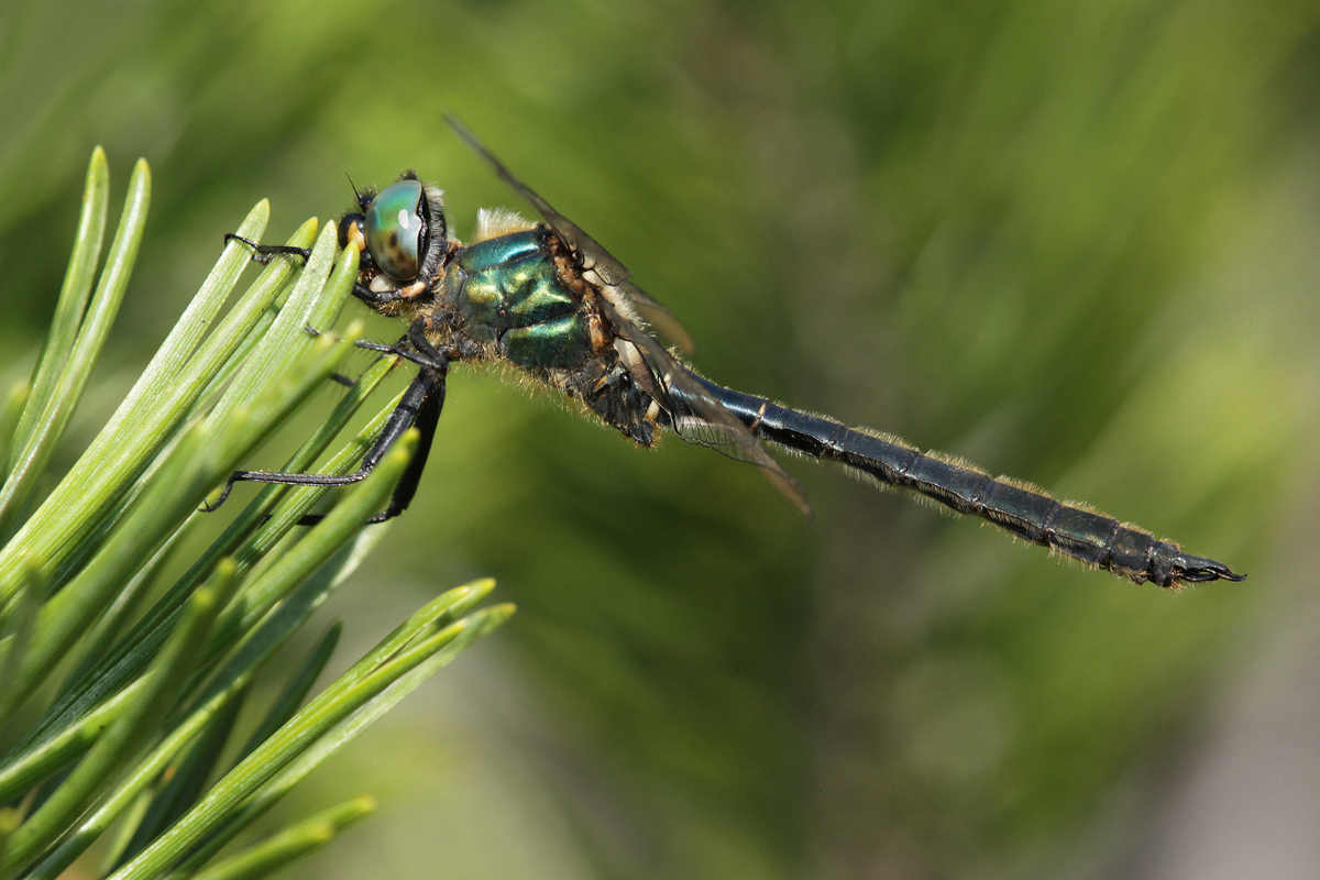 Somatochlora alpestris_m_IMG_3186_1200.jpg