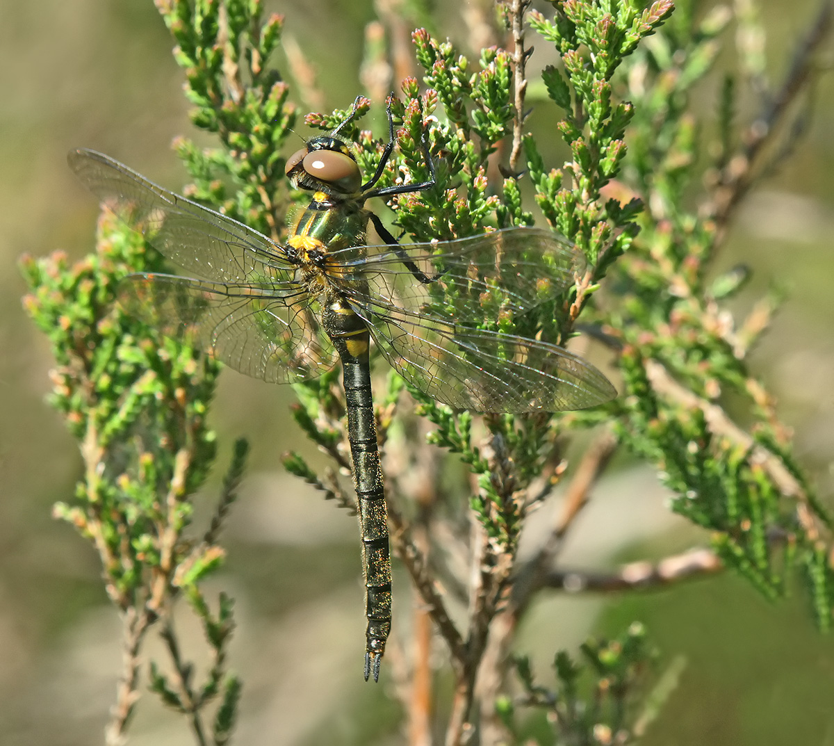 Somatochlora arctica_f_frisch_IMG_0234_1200.jpg