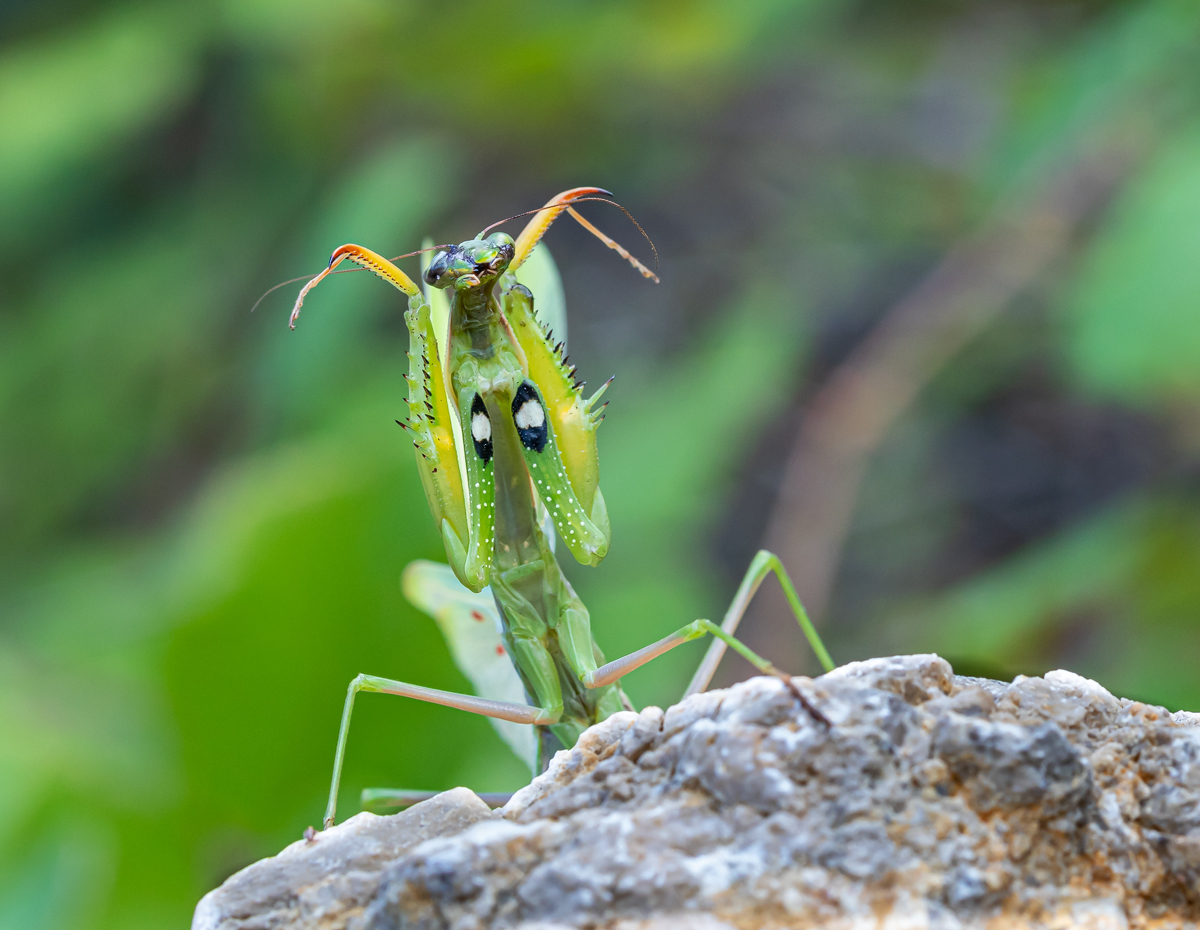 Europäische Gottesanbeterin (Mantis religiosa)_03LK0909.jpg