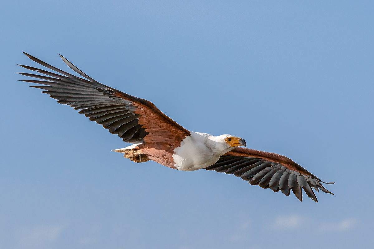 Schreiseeadler (Haliaeetus vocifer)_01KL5034.jpg