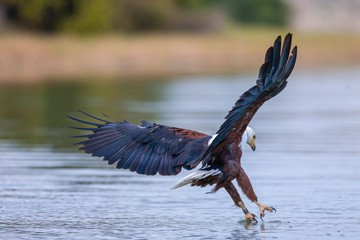 Schreiseeadler (Haliaeetus vocifer)_IMH_5070.jpg