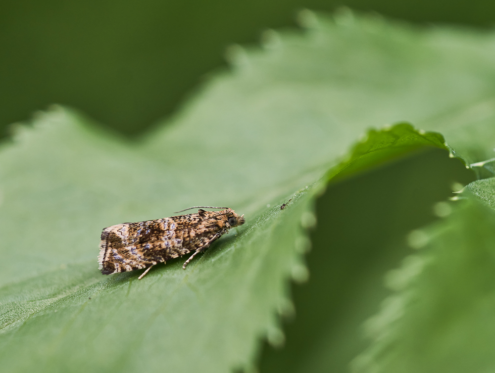 Celipha lacunana.jpg