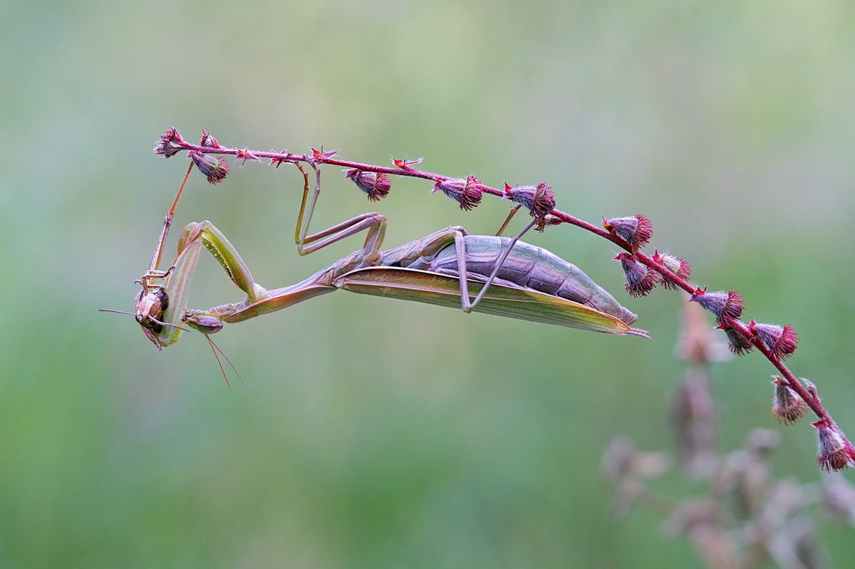 Mantis-religiosa1-zogg36488---Kopie.jpg