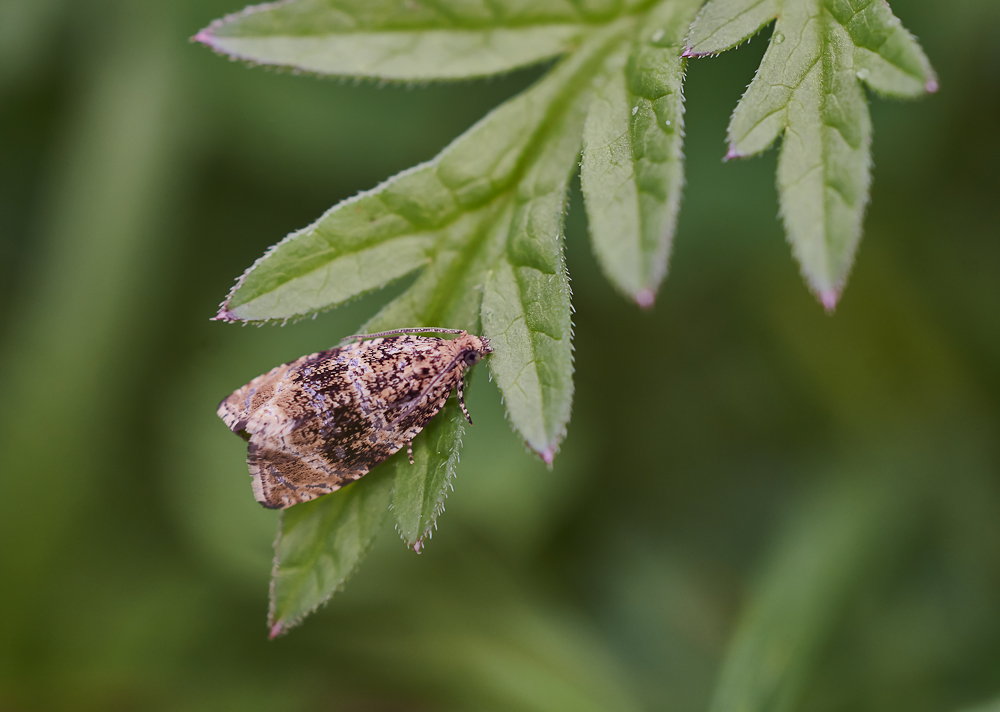 Celypha lacunana.jpg