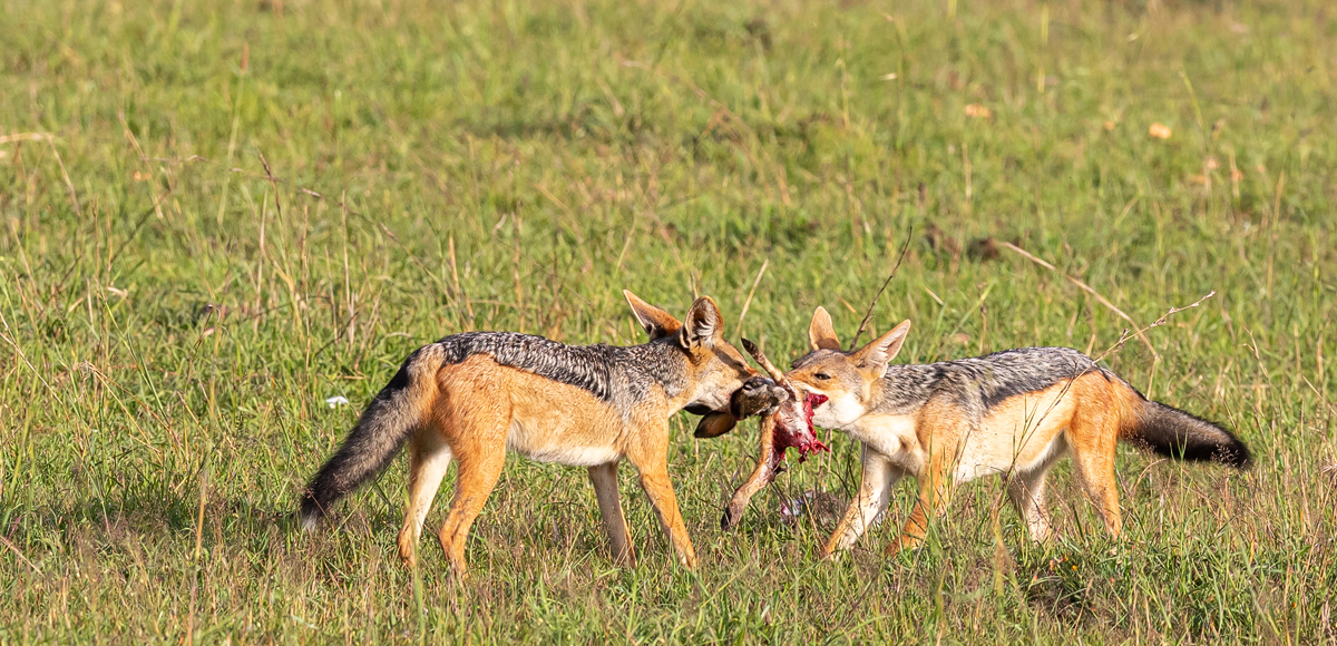 Schabrackenschakal (Canis mesomelas)_01LK1636.jpg