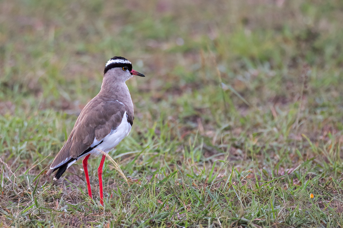 Kronenkiebitz (Vanellus coronatus)_01LK1591.jpg