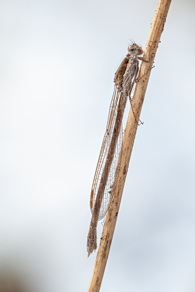 Stack 20211218-103334-629 corr-web1200x800U70.jpg