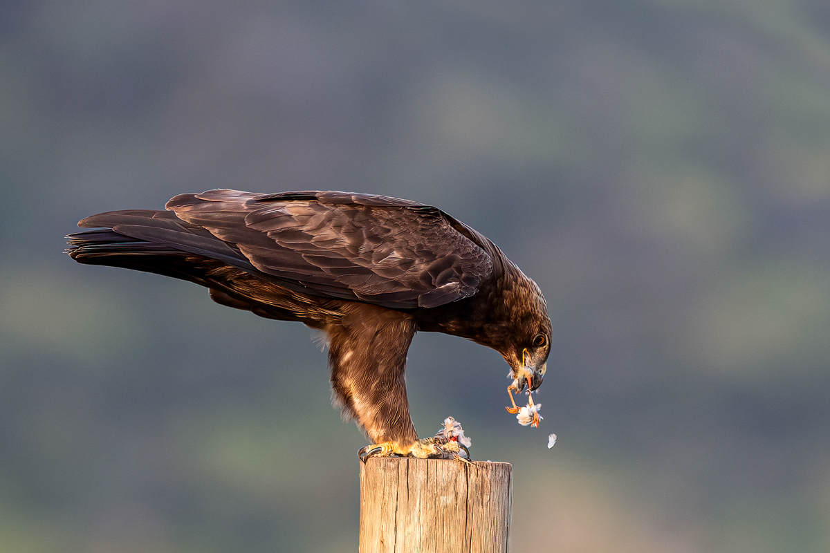 Raubadler (Aquila rapax)_01LK2757.jpg