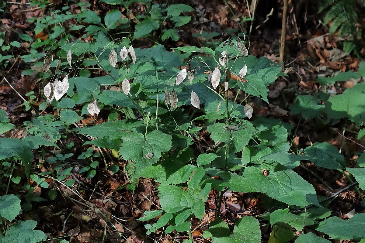IMG_8185_10prs_mondviole_ausdauerndes-silberblatt_lunaria_rediviva.JPG