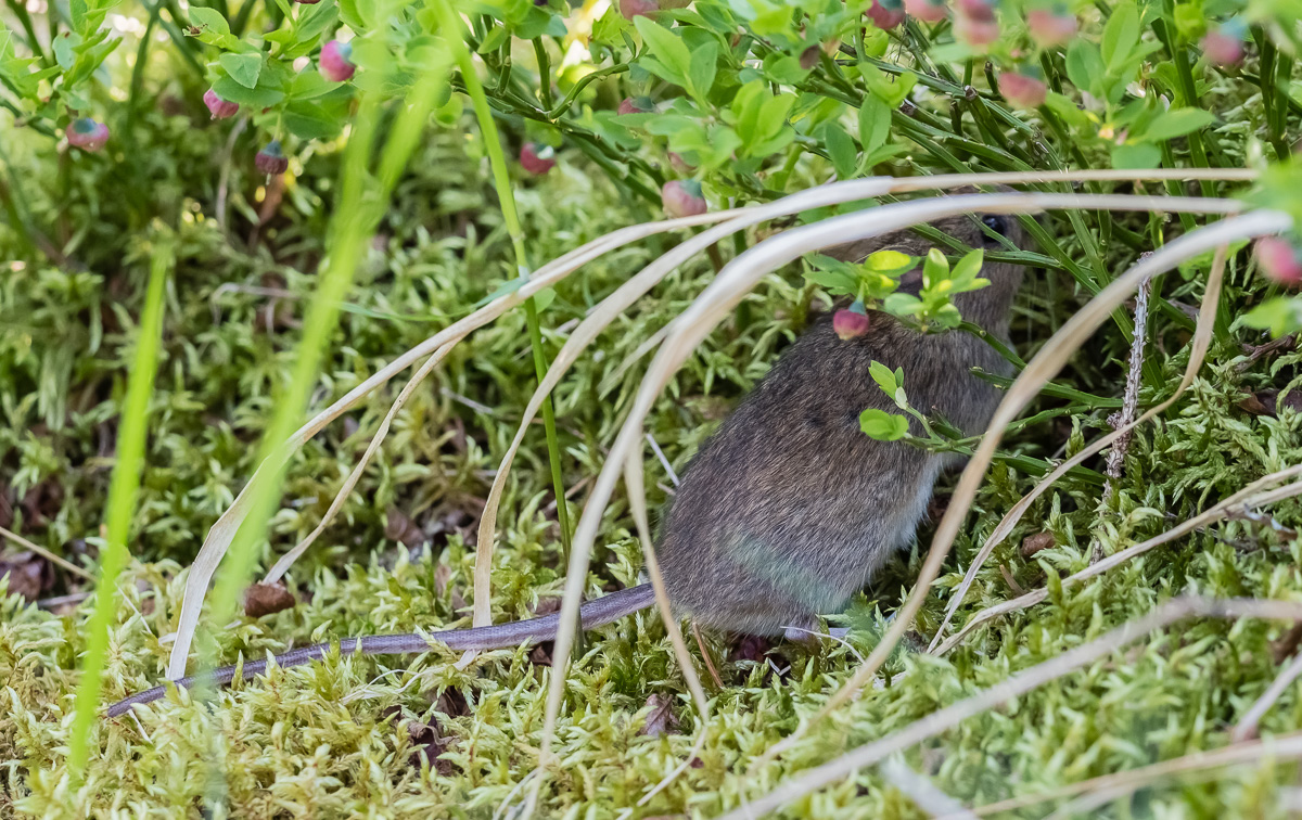 Maus-1.jpg