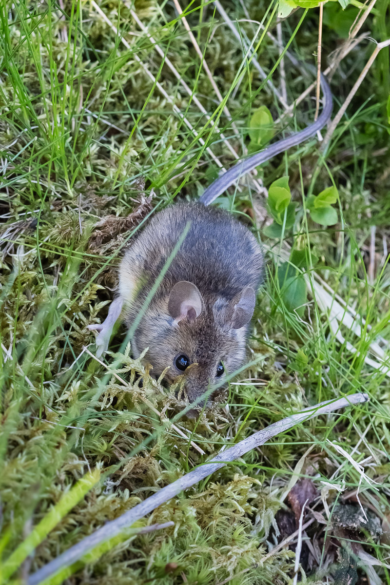 Maus-2.jpg