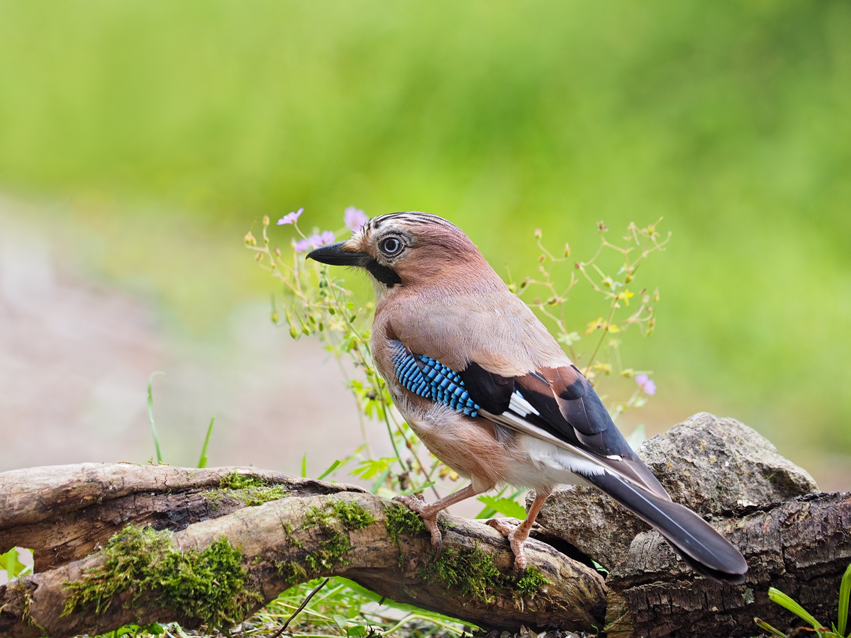 Garrulus-glandarius-EG005099---Kopie.jpg