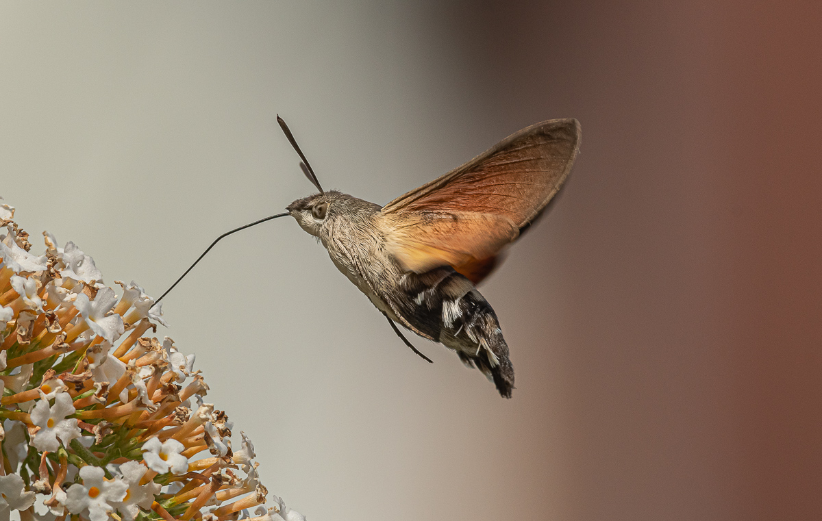 Taubenschwänzchen 35.jpg