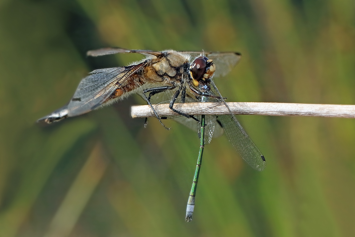 13 Libellula-quadrimaculata.jpg