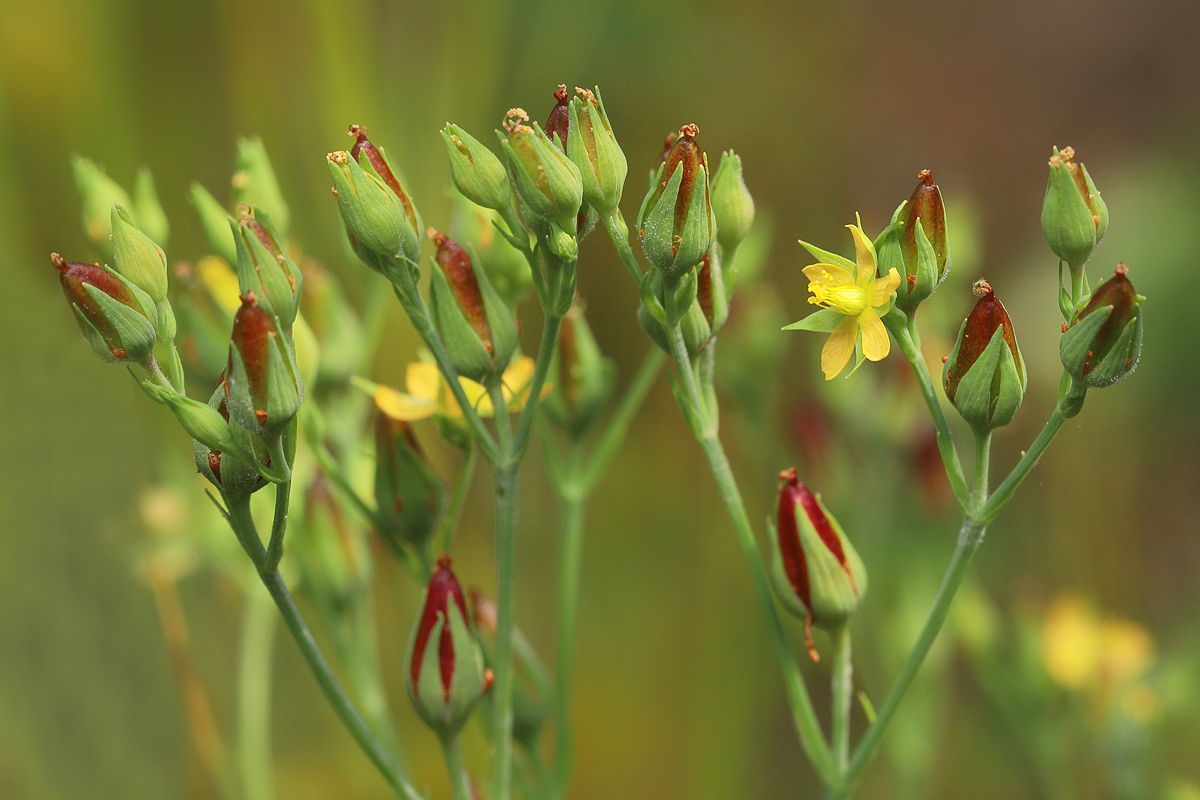 2 Hypericum-majus.jpg