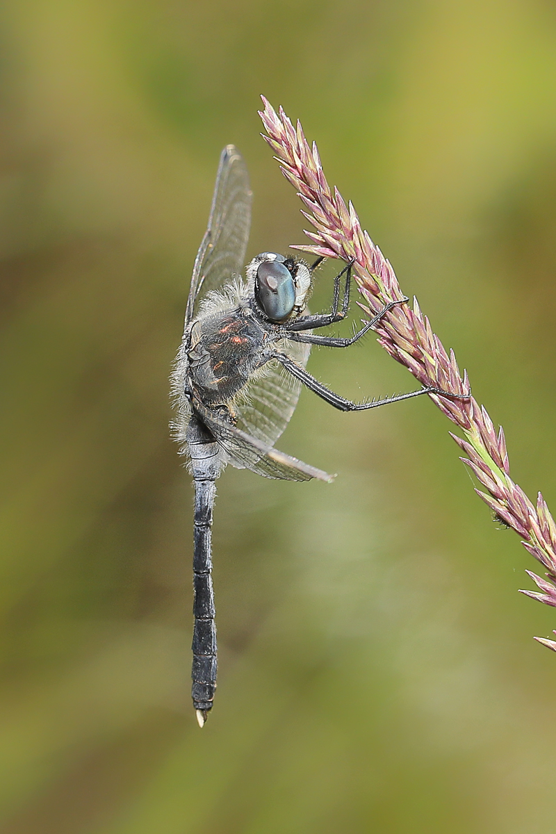 1 Leucorrhinia-albifrons-1200.jpg