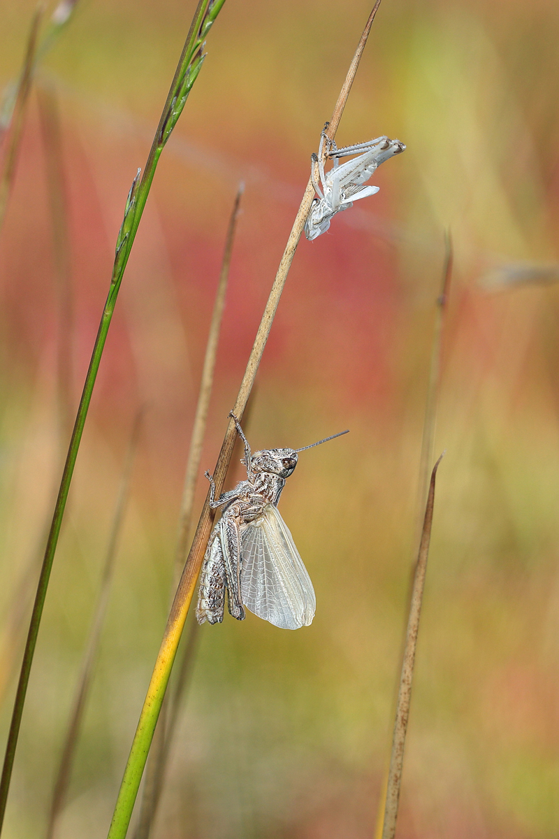 5 Chorthippus-biguttulus1200b.jpg