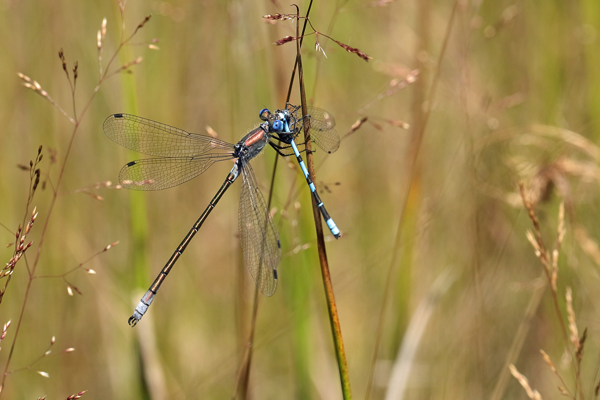 8 Lestes-dryas-Lestidae1200.jpg