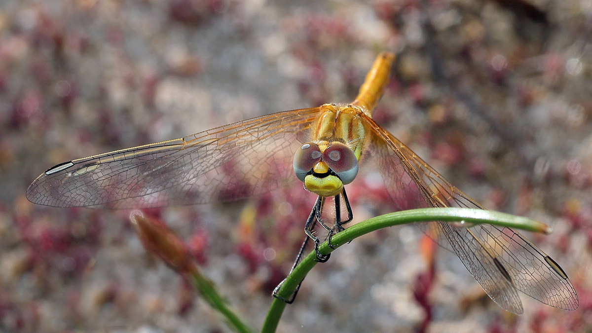 11 Sympetrum-Fons1200.jpg