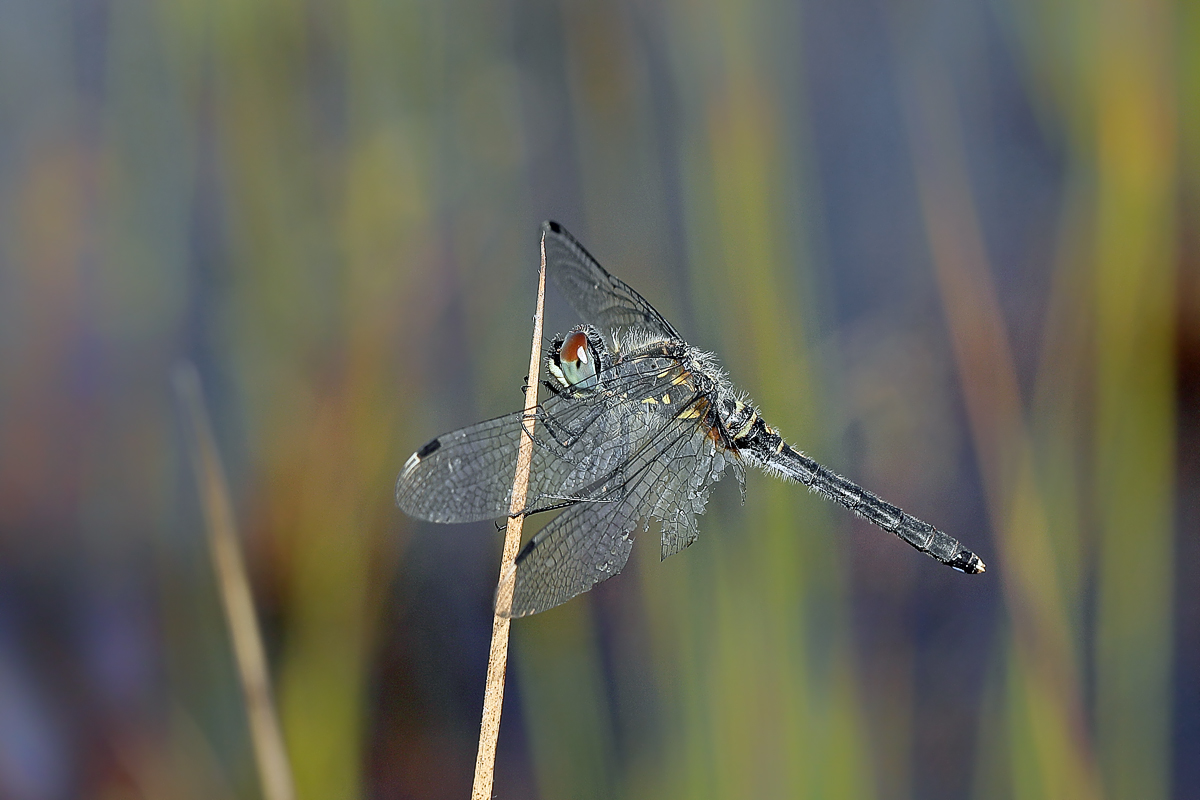 2 Leucorrhinia-albifronsw1200.jpg