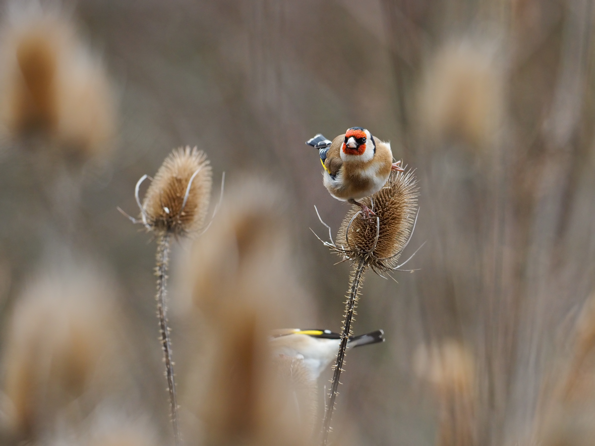 Carduelis-carduelis-OGG66041---Kopie.jpg