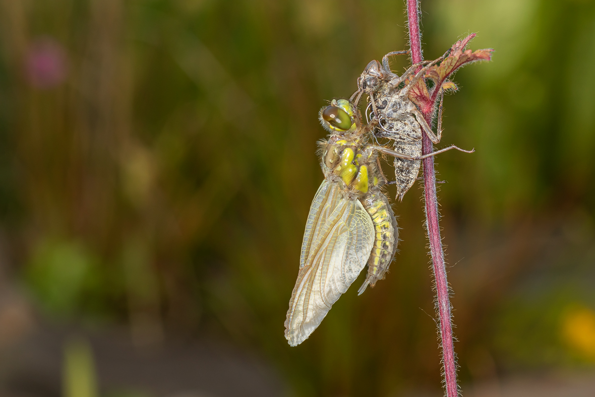 Vierfleck (Libellula quadrimaculata)_5M6A0236.jpg