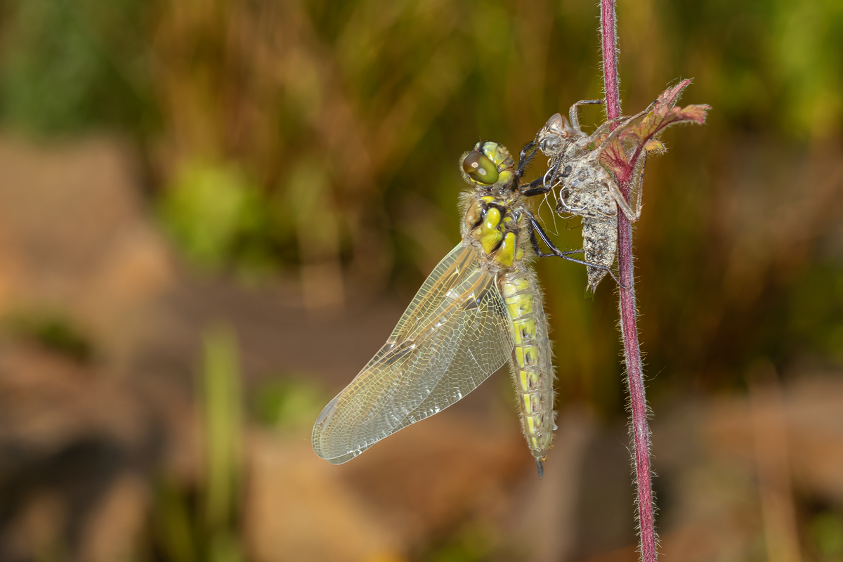 Vierfleck (Libellula quadrimaculata)_5M6A0241.jpg