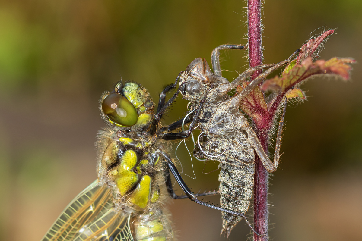 Vierfleck (Libellula quadrimaculata)_5M6A0245.jpg