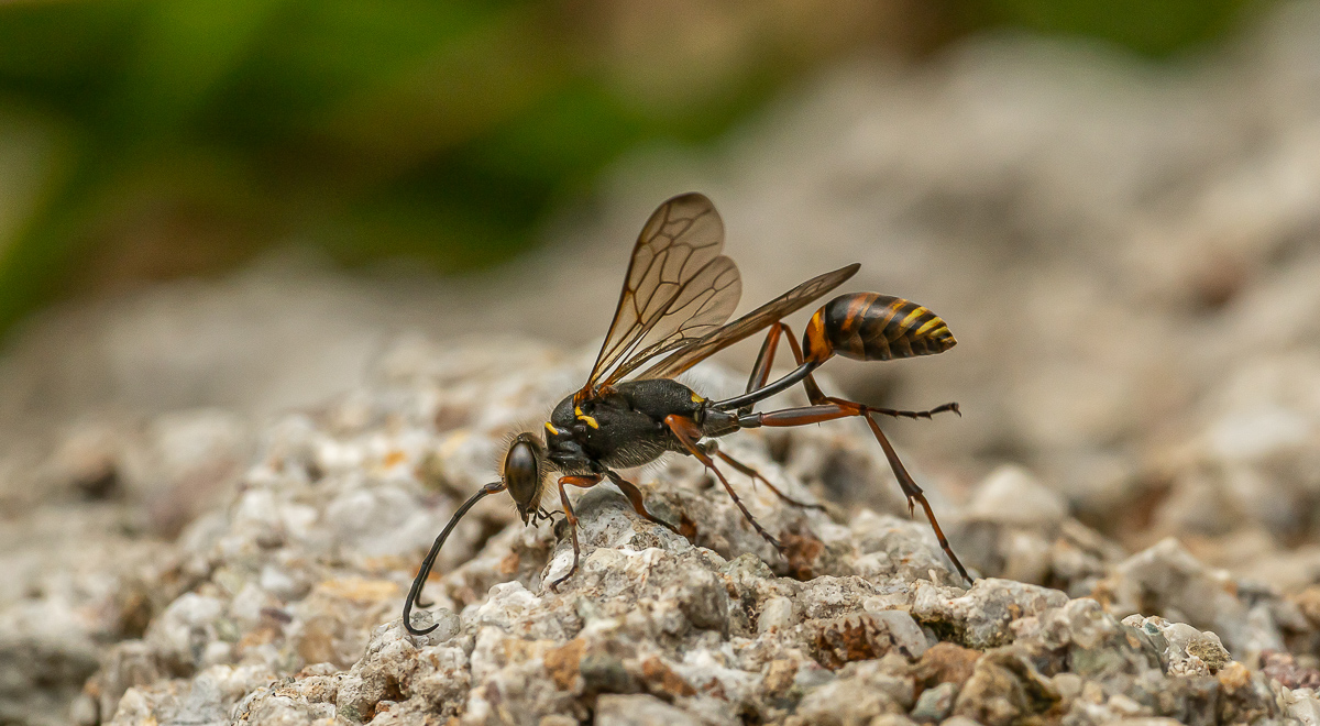 Orientalische Mauerwespe (Sceliphron curvatum) 17.jpg