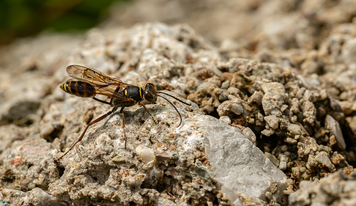 Orientalische Mauerwespe (Sceliphron curvatum) 2.jpg