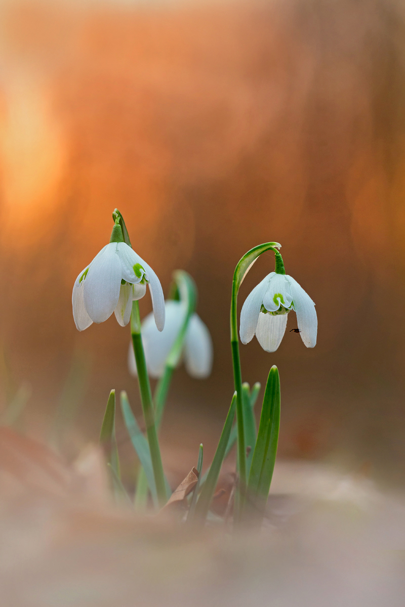 _MG_2464-Bearbeitet 1Kopie_bearbeitet-3.jpg