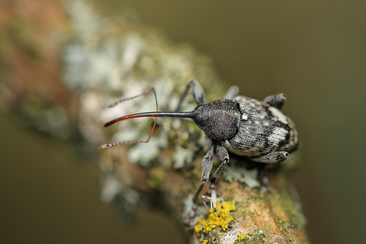 Curculio-villosus-02 web.jpg