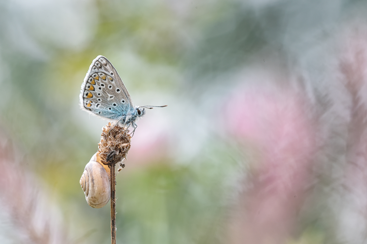 Z62_0037-Hauhechel-Bläuling Kopie.jpg