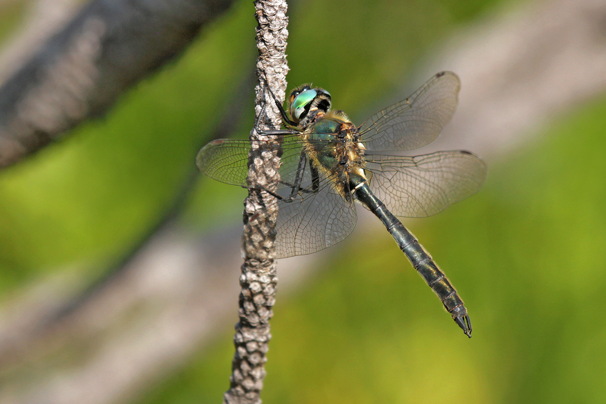 Somatochlora alpestris_m_IMG_3105_1200a.jpg
