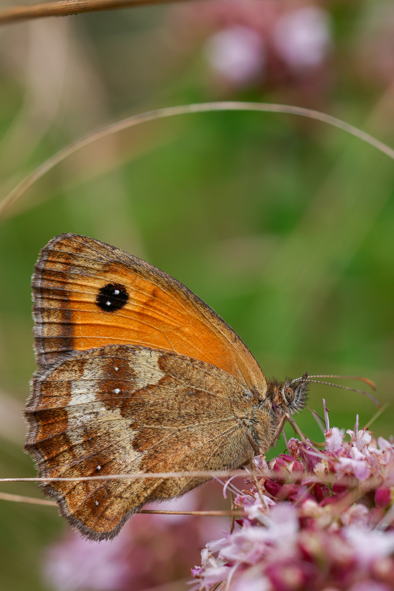 _L8A6325-Verbessert-Bearbeitet.jpg