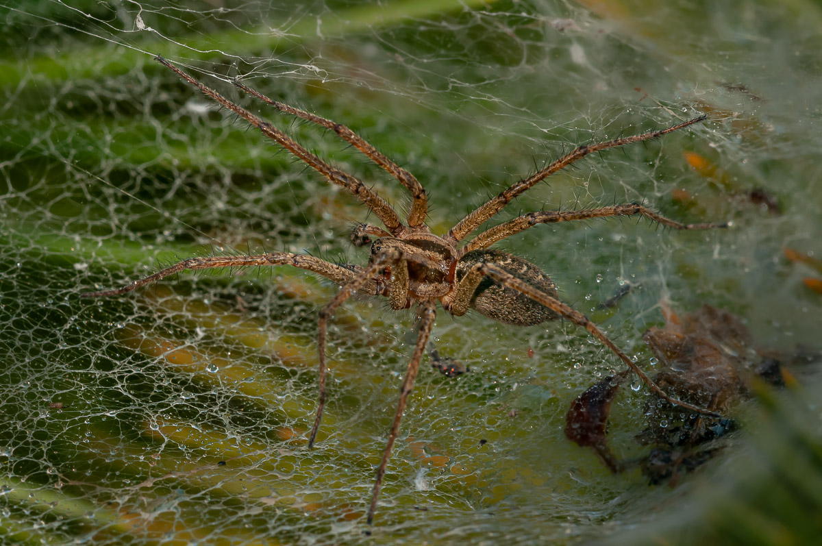 Trichterspinne (Angelena labyrinthica) 30.jpg