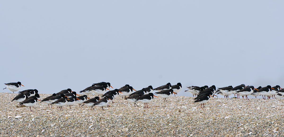 DSC_8385_DxOvkcs+++.jpg